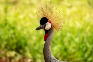 Gorillas, Rainforest & Golden Skies: Uganda's Best Travel Seasons